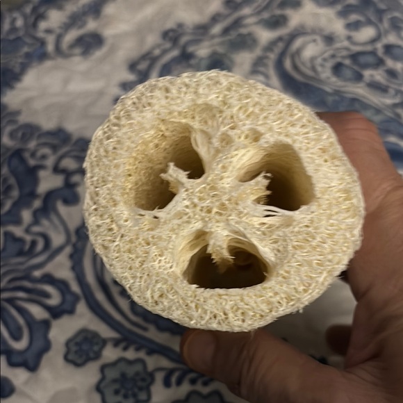 Sponge from the Sponge Docks of Tarpon Springs, Florida - Picture 2 of 3